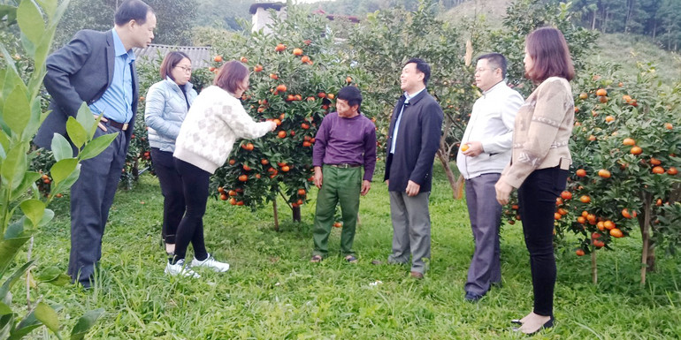 Ông Đinh Duy Lý trao đổi kinh nghiệm trồng cây cam Đường Canh.