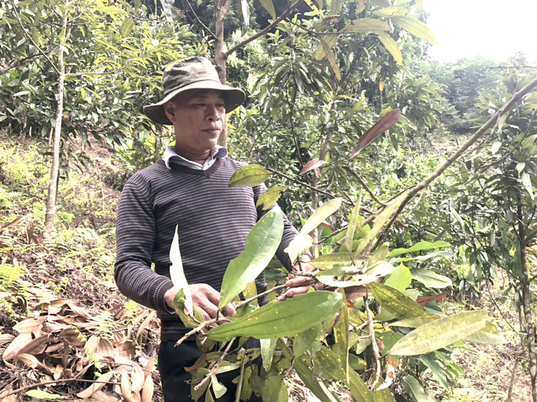 Cây quế bị bệnh của hộ ông Lường Văn Bảng ở thôn Nà Lẹng, xã Yên Mỹ.