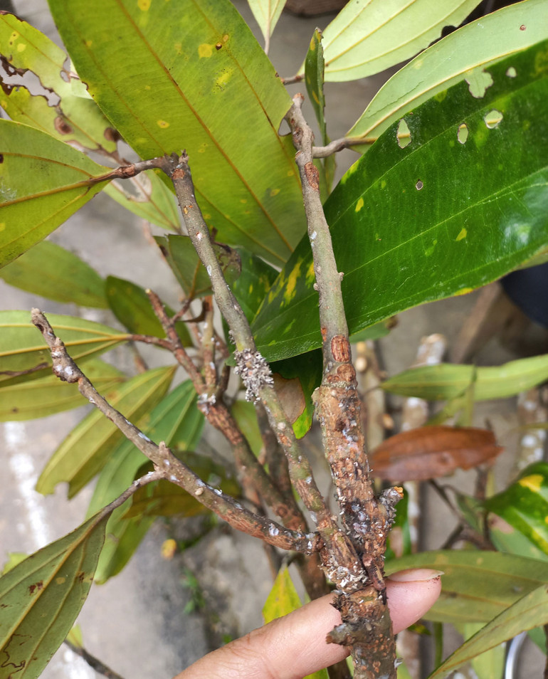 Triệu chứng của bệnh trên cây quế với các nốt sần sùi, lá đốm vàng.