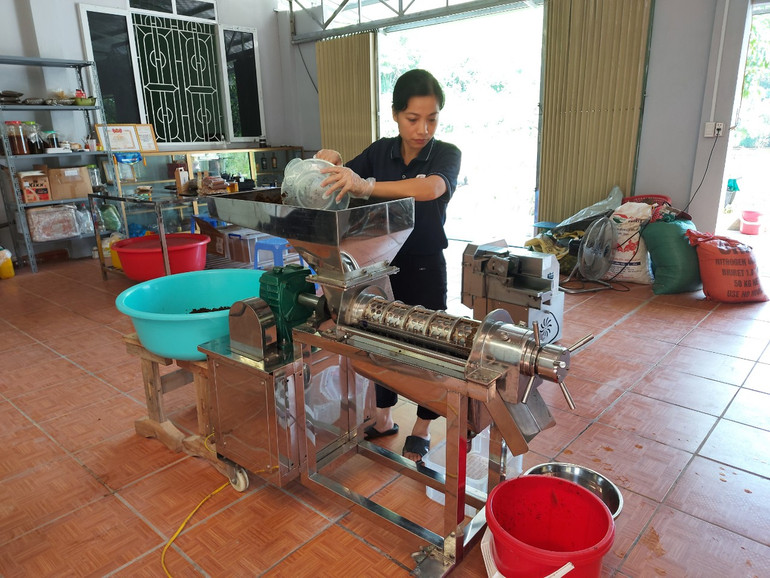 Chị Ngô Thị Thanh Tâm, Giám đốc HTX Bản Luông sản xuất bột quế.