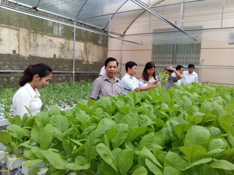 Mô hình trồng rau thủy canh của Trung tâm Ứng dụng công nghệ khoa học và Tiêu chuẩn Đo lường chất lượng.