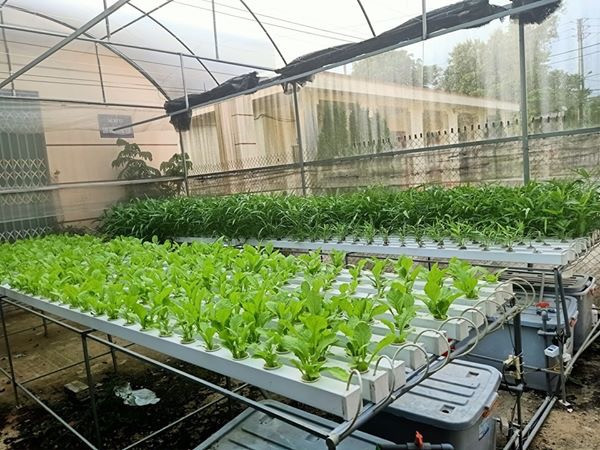 Mô hình trồng rau thủy canh được nhiều người áp dụng tại nhà.