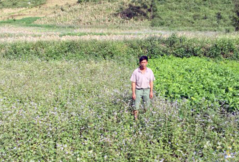 Nỗi niềm Bản Cháo, Thái Lạo ảnh 3