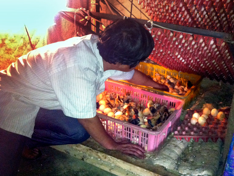 Ông Chu Đức Phương- bí thư chi bộ thôn Bản Mới là một trong những điển hình trong phát triển kinh tế gia đình tại Hà Hiệu. Mô hình trồng rừng, ấp trứng gà, chăn nuôi tổng hợp của gia đình hằng năm cho lợi nhuận 120 triệu đồng.