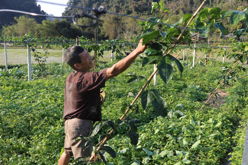 Mô hình trồng cây chanh leo đang được nhân rộng tại xã Yên Thượng