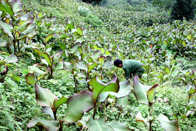 Việc trồng và chế biến tinh bột dong riềng tại thôn Bản Lạ hàng chục năm nay vẫn được bà con duy trì nhân rộng