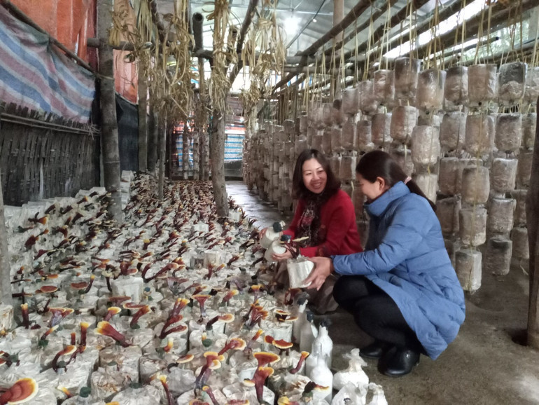  Sản phẩm nấm của HTX Minh Anh luôn được thị trường trong và ngoài tỉnh lựa chọn