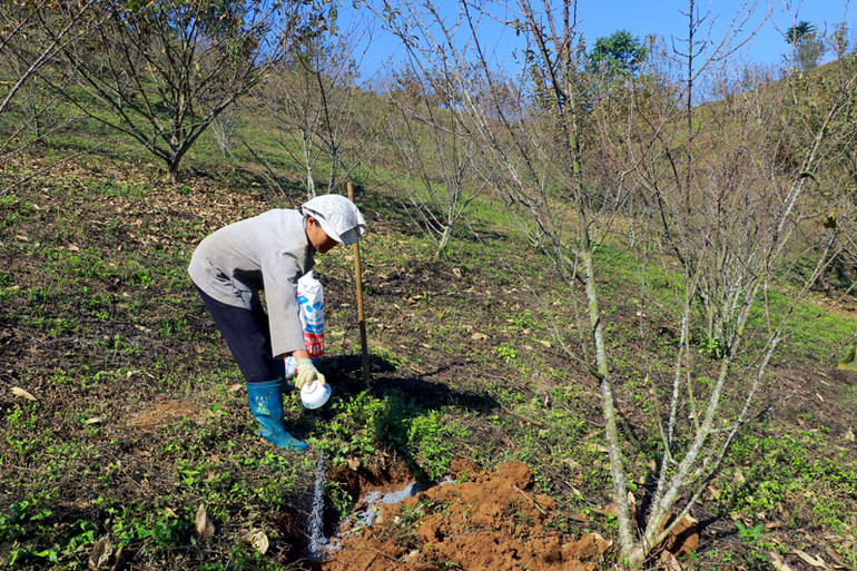 Trồng đào ở Ngân Sơn đem lại giá trị kinh tế cao ảnh 2 Nhà anh Cường đang tậm trung chăm sóc vườn cây ăn quả hơn 6ha trong có có hơn 2000 cây đào và Bạch đào