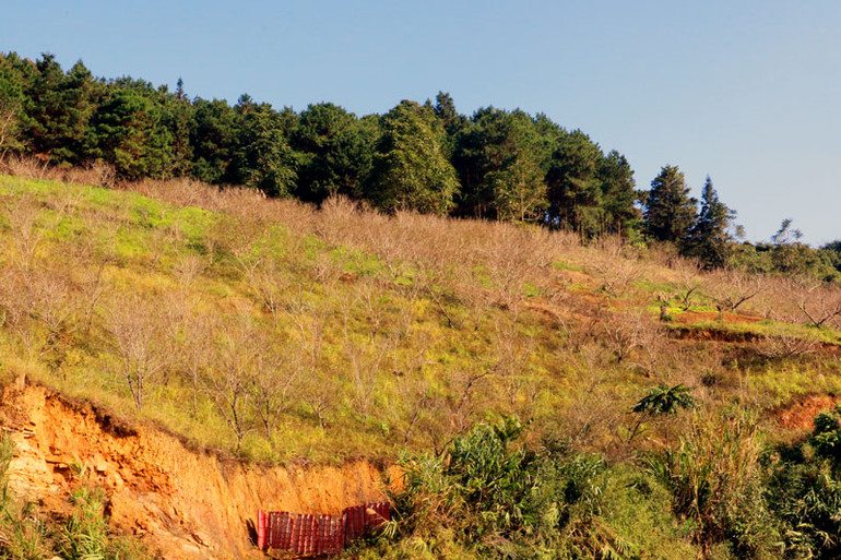 Trồng đào ở Ngân Sơn đem lại giá trị kinh tế cao ảnh 1 Một góc trang trại đào của gia đình anh