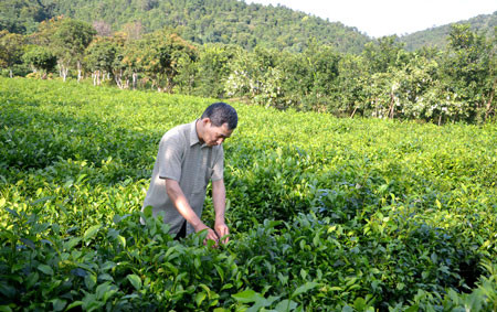 Trưởng thôn Phiêng An II bên những sải chè trồng trên bãi bồi ven sông Cầu. Trưởng thôn Phiêng An II bên những sải chè trồng trên bãi bồi ven sông Cầu.