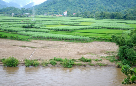 Dòng sông bồi đắp phù sa tạo nên những cánh đồng trồng mía, lúa màu mỡ tại xã Cao Kỳ (Chợ Mới) Dòng sông bồi đắp phù sa tạo nên những cánh đồng trồng mía, lúa màu mỡ tại xã Cao Kỳ (Chợ Mới)