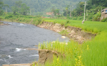 Nước sông vào mùa lũ gây sạt lở nhiều diện tích ruộng của người dân. Nước sông vào mùa lũ gây sạt lở nhiều diện tích ruộng của người dân.