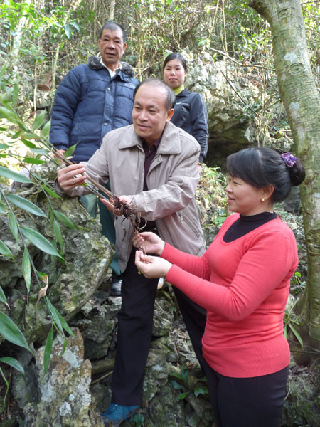 Sở Khoa học và Công nghệ kiểm tra cây gừng đá trồng thử nghiệm trên núi đá tại Na Rì. 