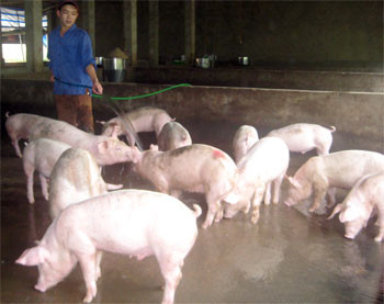 Mô hình chăn nuôi lợn siêu nạc của gia đình ông Hà Sỹ Phúc, thôn Khuổi Cuồng cho thu nhập hàng trăm triệu đồng