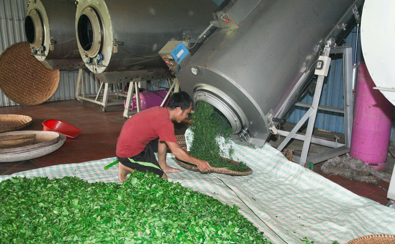 Máy sao chè hiện đại của hộ anh Trần Văn Thắng ở xóm Hồng Thái 2 (xã Tân Cương) Dây truyền sản xuất chè của hộ anh Trần Văn Thắng ở xóm Hồng Thái 2 (xã Tân Cương) đầu tư máy sao chè hiện đại