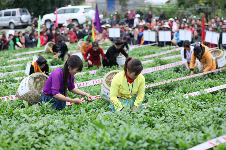 Chị em phụ nữ ở xã Tân Cương tham gia hội thi về chè Chị em phụ nữ ở xã Tân Cương tham gia hội thi về chè