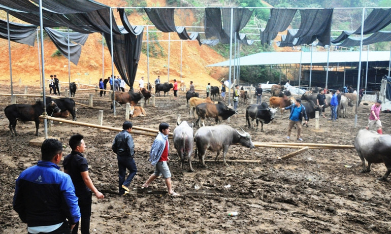 Các hoạt động mua bán trâu, bò tại chợ Nghiên Loan (Pác Nặm) luôn diễn ra náo nhiệt