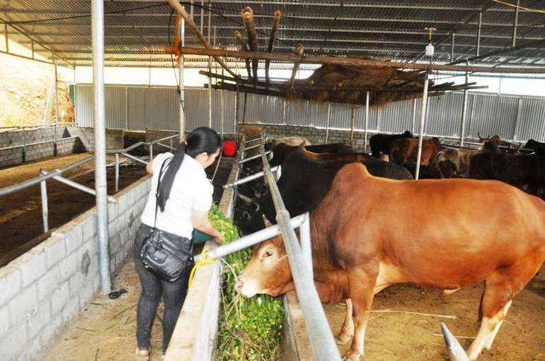 Trông giữ và chăm sóc trâu bò đã trở thành một nghề của nhiều hộ dân ở xã Nghiên Loan