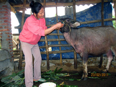 Bằng bài thuốc dân gian bà Vi Thị Lan, xã Thượng Giáo, huyện Ba Bể đã chữa khỏi bệnh LMLM cho hai con trâu của gia đình bị.