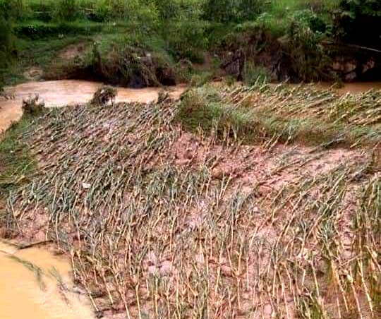 Nhiều diện tích ngô ở xã Hảo Nghĩa bị đổ, gãy