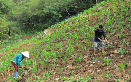 Canh tác bền vững trên đất dốc là giải pháp quan trọng chống thoái hóa đất. (ảnh: Người dân xã Bằng Thành, Pác Nặm canh tác ngô trên đất dốc). 