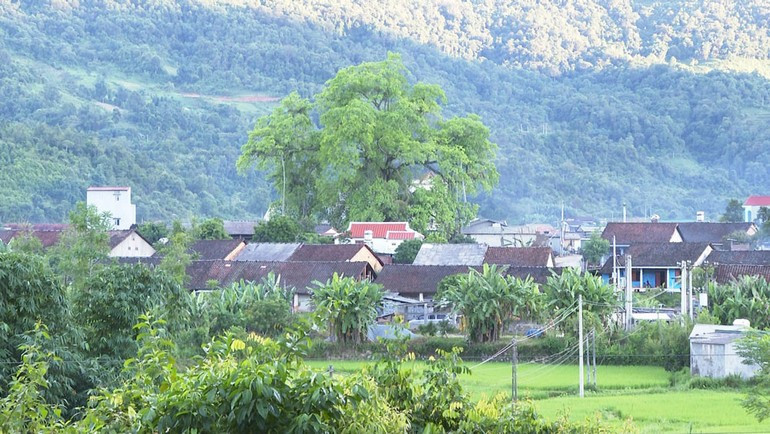 Xã Cốc Đán (Ngân Sơn)- quê hương nhà thơ Nông Quốc Chấn. cay-da-co-thu-va-mot-goc-thon-hoang-phai-xa-coc-dan-hom-nay.jpg