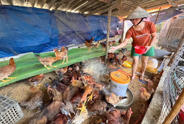 Nhờ vốn vay từ Quỹ hỗ trợ phụ nữ phát triển, chị Phạm Thị Hoài, tổ 3 phường Xuất Hóa có điều kiện đầu tư phát triển chăn nuôi. chan ga.jpg