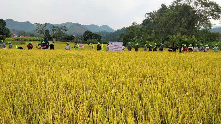 Hội thảo đầu bờ giống lúa TBR97 anh-the-211.jpg