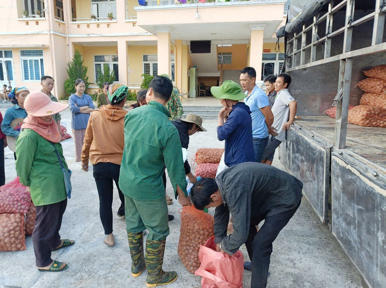 Hỗ trợ giống cây khoai tây cho người dân xã Sỹ Bình. khoai-tya.jpg