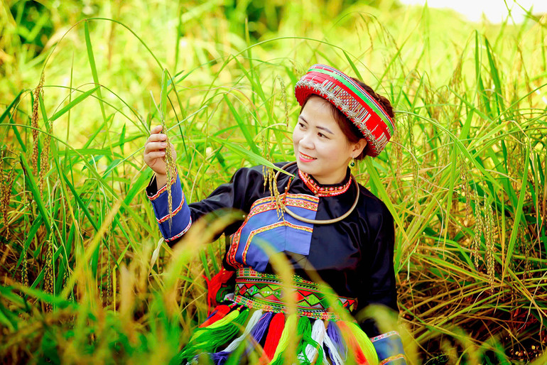 Lúa nếp Tài. Ảnh: Quốc Khánh 011.jpg