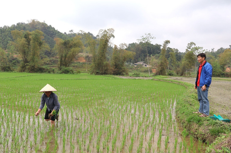 Ruộng lúa của bà Nguyễn Thị Phận, ở xã Đại Sảo (Chợ Đồn) được hỗ trợ hướng dẫn quy trình cải tạo đất trồng lúa. cai-tao.jpg