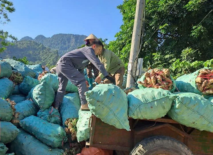 Diện tích cây dong riềng của huyện Na Rì trong 04 năm thực hiện Nghị quyết Đại hội Đảng bộ huyện lần thứ XIX đã không đạt kế hoạch. 987-1.jpg