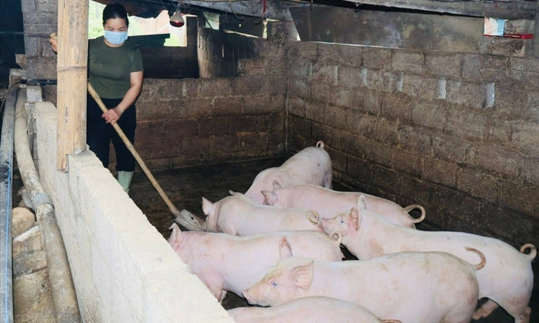 Hộ chị Hoàng Thị Điền, thôn Nà Pài, xã Bằng Phúc (Chợ Đồn) thu nhập khá từ chăn nuôi. da-sua.jpg