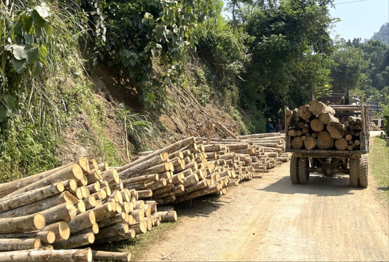 Do nhiều diện tích rừng đến tuổi khai thác, không ít hộ dân có rừng trồng thuộc vùng đệm, vùng lõi rừng đặc dụng vẫn lén lút khai thác. van-chuyen-6103-1926.jpg