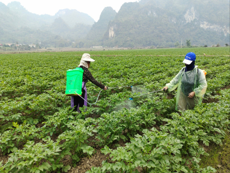 Người dân xã Nam Cường (Chợ Đồn) tích cực chăm sóc cây khoai tây vụ đông. img-20241221-102708.jpg