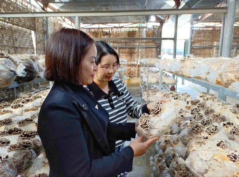 Lãnh đạo Trung tâm Khoa học - Công nghệ và Đổi mới sáng tạo kiểm tra sự phát triển của nấm vân chi đang nuôi trồng. nam-van-chi.jpg