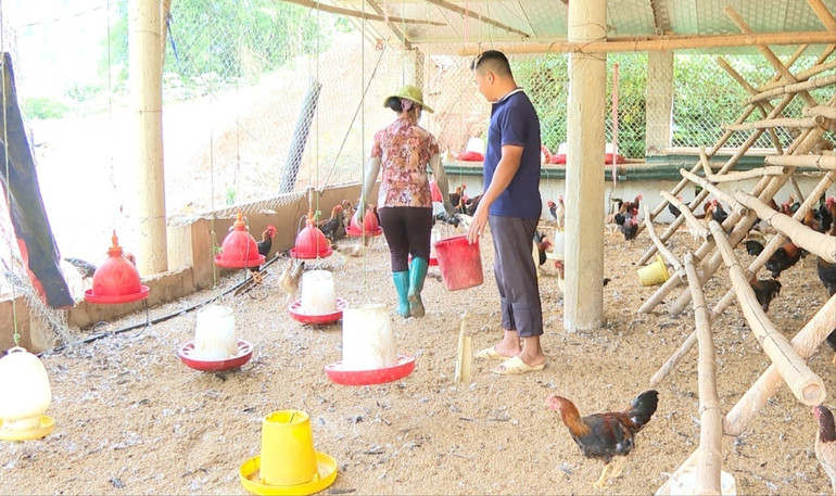 Anh Hà Hữu Nhiếp, Giám đốc HTX Đồng Thắng chăm sóc đàn gà. cu-sinh-vien-1.jpg