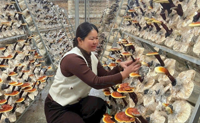 Nấm linh chi của HTX Minh Anh. biet.jpg