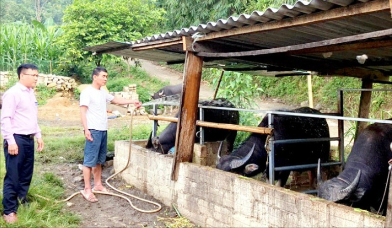 Một hộ dân ở thôn Bản Chang, xã Bằng Phúc được vay vốn ưu đãi từ Ngân hàng Chính sách xã hội để phát triển chăn nuôi. Nuoi trau Bang Phuc.jpg