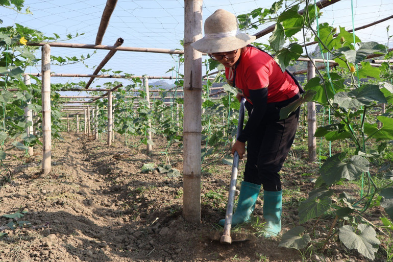 Bí xanh thơm phát triển thuận lợi khi được chăm sóc tốt. cay-bi.jpg