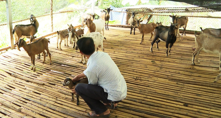 Từ nguồn vốn Chương trình MTQG người dân xã Bộc Bố được hỗ trợ vốn chăn nuôi dê thương phẩm, góp phần nâng cao thu nhập. de.jpg