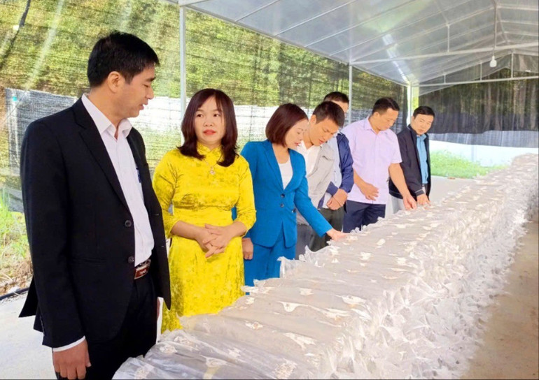 Giám đốc Sở KH&CN Nguyễn Đình Điệp (ngoài cùng, từ trái qua) kiểm tra việc triển khai dự án “Hoàn thiện quy trình nhân giống, nuôi trồng và xây dựng mô hình sản xuất nấm hương tại huyện Ngân Sơn”. khcn1-5363.jpg