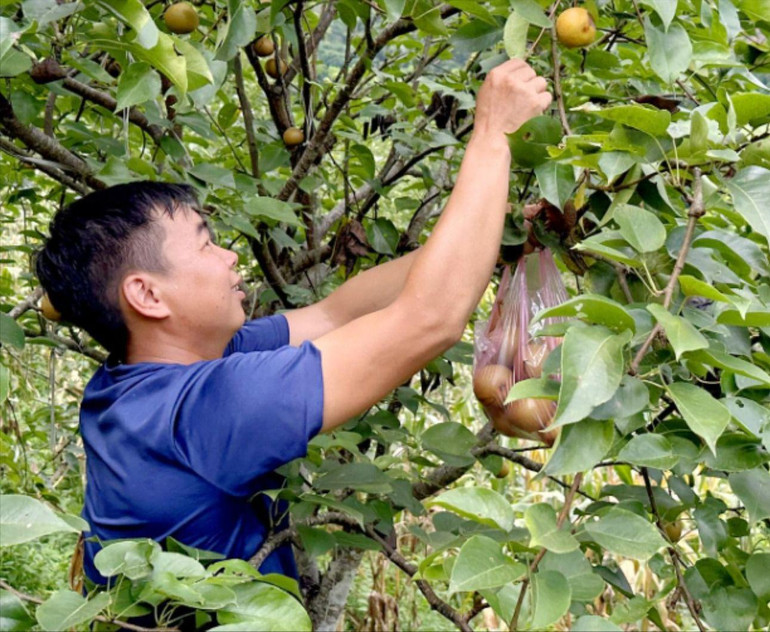 Anh Triệu Hữu Thành ở thôn Nà Pài, xã Yến Dương (Ba Bể) thu hoạch quả lê. Thanh.jpg