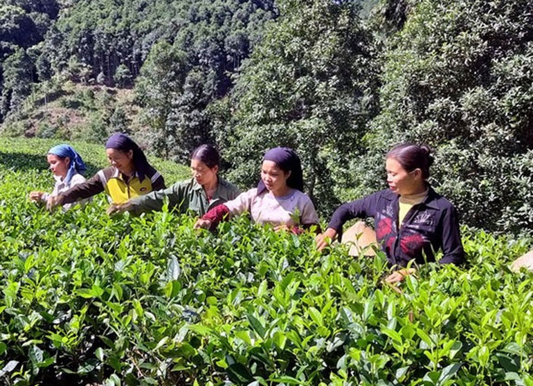 Nhờ vai trò vận động của những người có uy tín, đời sống kinh tế của người dân vùng cao có nhiều bước tiến tích cực. 88-105.jpg