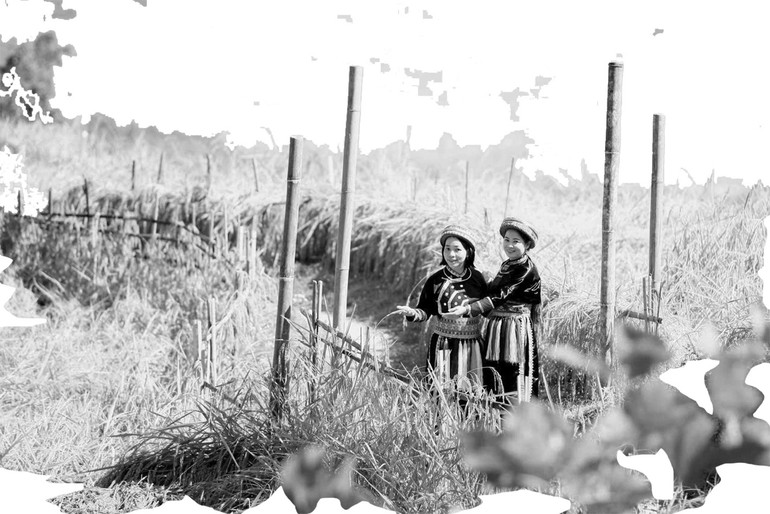t4-canh-dong-lua-nep-tai-dac-san-dia-phuong.jpg