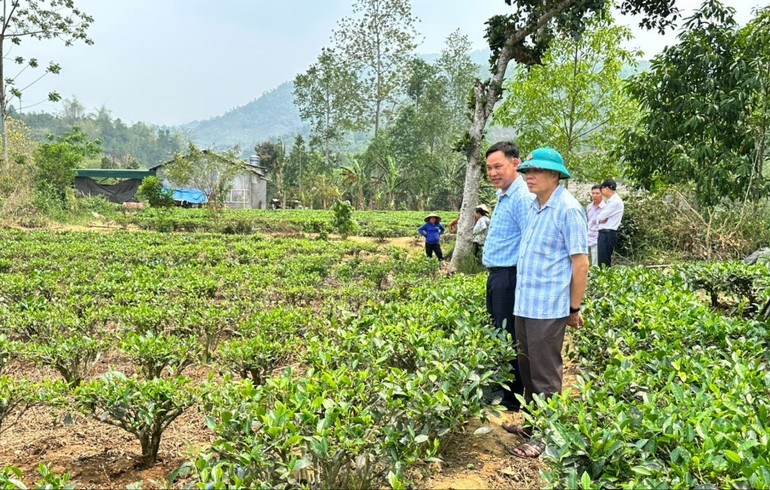Báo chí Bắc Kạn tuyên truyền về các mô hình phát triển kinh tế ở các địa phương. Ảnh: Lãnh đạo huyện Ba Bể kiểm tra mô hình trồng chè ở xã Chu Hương (Ba Bể). be81d77ac2ae77f02ebf.jpg