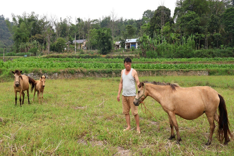 Anh Đinh Quang Duy, thôn Nà Ngần, xã Thượng Quan được hỗ trợ 01 con ngựa từ Chương trình MTQG giảm nghèo bền vững. ngua.jpg