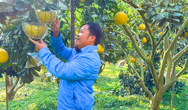 Anh Hùng kiểm tra quả bưởi trước khi thu hoạch. anh-1-2-5344.jpg