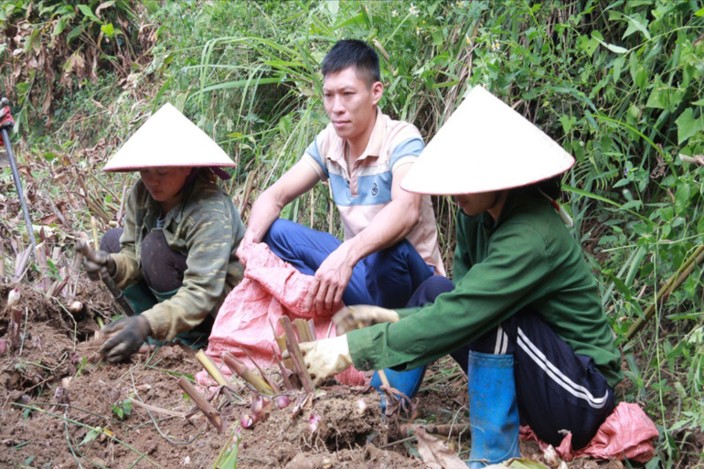Anh Bàn Phú Quý trồng dong riềng giúp phát triển kinh tế gia đình và mở hướng cho người dân trong thôn thoát nghèo. z5996665252592-1c673fab1964f716633ab7db01fb3f0c.jpg