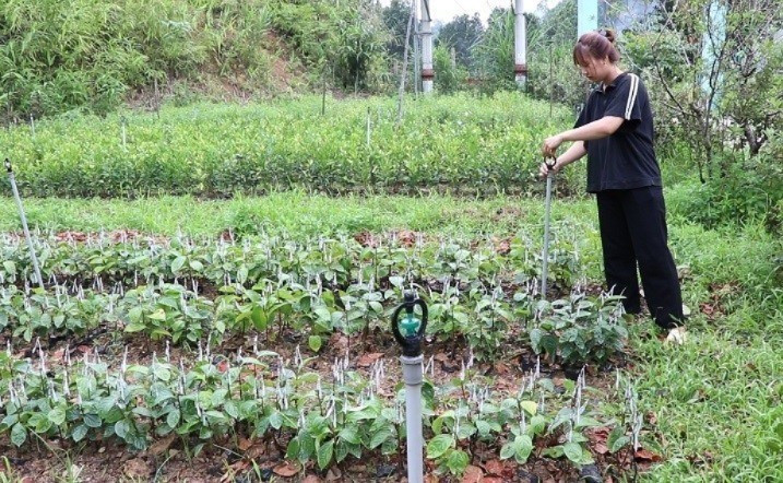 Vườn ươm của gia đình anh Bàn Văn Chiến, ở phường Xuất Hóa (thành phố Bắc Kạn) được lắp đặt hệ thống tưới tự động. 222222.jpg